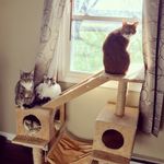 Dexter, Lilly, Meredith, Carl, Ollie, Cooper, and Connie Lee - @the.real.housecats.of.ohio - Instagram