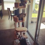 Dexter, Lilly, Peanut, Fluffy - @dexlilly - Instagram