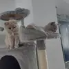 Dexter und Lilly BKK - @dexter.und.lilly - TikTok