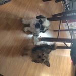 Dexter,luna,lilly - @dexter_luna_lilly7803 - Instagram
