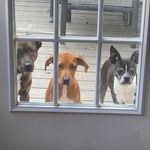 Dou Dexter - @dexter_lilly_maggie - Instagram