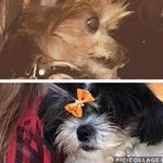 lexter 🐶 - @lilly__dexter - Instagram