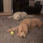 Lilly & Dexter - @lilly_and_dexter - Instagram