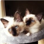 Lilly & Dexter - @lillyodexter - Instagram