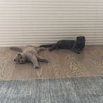 Lilly and Dexter - @scottish_fold_lilly_dexter - Instagram