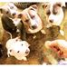 Niko Tiger Dexter Lilly Sugranes Pitbull - Facebook