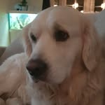 Dexter Lindgren - @dexter.deckan - Instagram