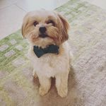 Dexter Lloyd - @the_pupventures_of_dexy - Instagram