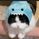 DEXTER LOO PEI HAO - @dexterloo4 - Instagram