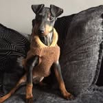 Dexter_looby - @dexter_looby - Instagram