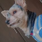 Dexter 💙 - @_dexterlove - Instagram