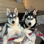 Dexter & Love Huskies💕 - @dexter_love_huskies - Instagram