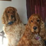 Dexter + Maddie = Spaniel Love - @dexter_loves_maddie - Instagram
