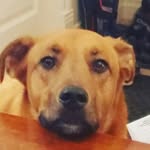 Dexter - @dexterlove_131 - Instagram