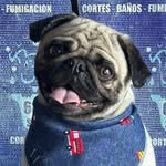 Dexter - @dexterloverforever - Instagram