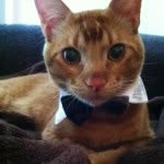 Dexter Morgan Lowery - @dexterthekillercatlowery - Instagram