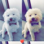Dexter - @dexter_lynch12 - Instagram