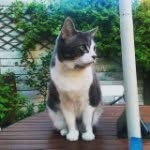 Dexter Lynch - @dexterinabag - Instagram