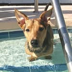 Dexter Lynch 🐶 - @dexterlynch_pup - Instagram