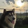 dexter.malamute - @dexter.malamute - TikTok