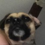 Dexter - @dexter_mack_thedog - Instagram