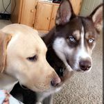 My_life_as_mack&dexter - @mack_dexter_the_good_life - Instagram