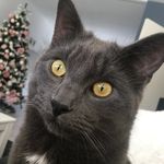 Maddox & Dexter🐾😺 - @maddox.n.dexter - Instagram
