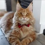 🐾 𝔻𝕖𝕩𝕥𝕖𝕣 🐾 - @dexter_the_maine_coon - Instagram