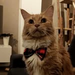 Dexter - Maine Coon - @mrdexterthemainecoon - Instagram