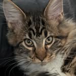 Dexter Cat - @dexter_maine_coon_ - Instagram