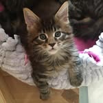 Dexter - @dexter.mainecoon.edi - Instagram