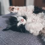 Dexter - @dexter_maine - Instagram