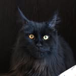 Dexter - @dexter_mainecoon - Instagram