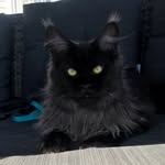 Dexter - @dextermainecoon - Instagram