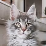Dexter_Maine_Coon2024 - @dexter_maine_coon2024 - Instagram