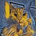 Dexter Maine Coon - @dextermainecoon_cat - Instagram