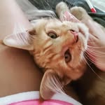 Dexter - @maine_dexter - Instagram
