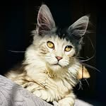 Dexter the Maine Coon - @dexter_the_maine_coon_ - Instagram
