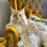 Dexter the Maine Coon - @mrdextermainecoon - Instagram