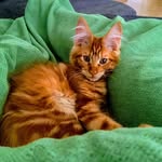#I🧡Dex - @dexter_maine.coon - Instagram