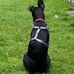Dexter Major - Facebook