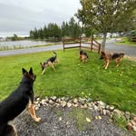 Dexter Nova Tyler Major - @foxandfleurgsd - Instagram