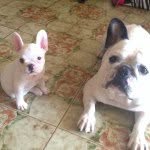 Dexter Malave Denis - @dexter_el_frenchie - Instagram