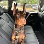 Dexter Rogers - @malcomdexter_thedoberman - Instagram