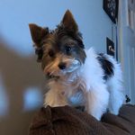 Becky Mangano - @dexter_malone_designs - Instagram