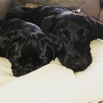 Daisy May & Dexter Malone - @daisy_dexter_daphne - Instagram
