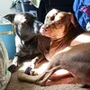 Dexter & Malone - @dexter.malone - TikTok