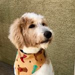 Dexter Malone - @mr.dexter_thedoodle - Instagram