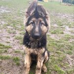 Dexter the Dog 🐾 - @dexter_malone_ - Instagram