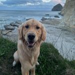 DEXTER the golden retriever - @dexter_malone - Instagram